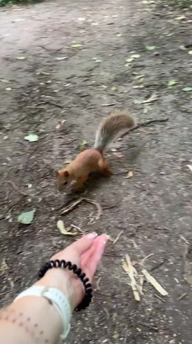 Squirrel feeding moment in a Kazan park