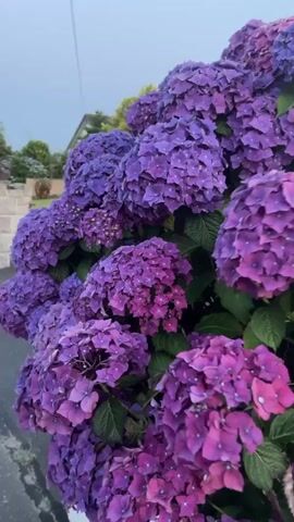 The video is a close-up, handheld shot of a large bush of purple hydrangeas. The flowers are in various shades of purple and pink, with some appearing darker and others lighter. The leaves of the bush are a deep green. In the background, a house with a grey roof is visible, along with some trees. The sky is overcast. The camera is focused on the flowers, and the background is slightly blurred. The video appears to be taken outdoors during the day, possibly in the early morning or late evening due to the lighting.
