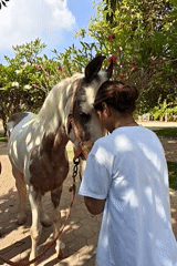 Woman adjusts horse bridle in early morning in India