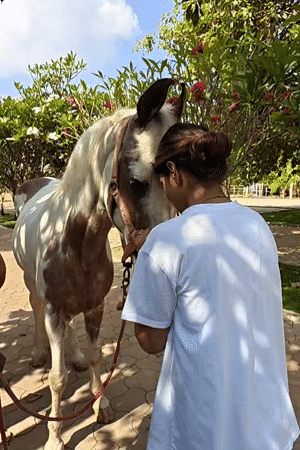 Woman adjusts horse bridle in early morning in India