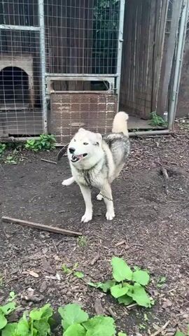 A husky dog with gray and white fur is outdoors in a yard. The dog is wearing a collar and leash. It is sniffing the ground and looking around. In the background, there is a wooden dog house inside a wire enclosure, and some green plants. The ground is dirt and wood chips.