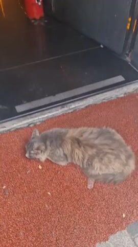 A medium-longhaired cat with gray and brown fur lies on a reddish-brown textured mat in front of a doorway. The cat is lying on its side, with its head resting on the mat. Its eyes are closed, suggesting it is sleeping or resting. A small, clear plastic cup is visible behind the cat's hindquarters. Scattered on the mat are a few small pieces of food or debris, as well as some loose fur. The background shows the bottom edge of a dark-colored door and a black, reflective surface, possibly a threshold or floor. The lighting suggests it is daytime, with some shadows indicating outdoor lighting. The overall scene conveys a sense of quiet repose for the animal in a semi-outdoor or entrance area.