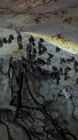 The video shows a large cluster of bats roosting on the ceiling of a cave. The bats are dark in color and appear to be hanging upside down from the rock surface. A light source illuminates the bats and the surrounding cave walls. The cave walls are rough and uneven, with various rock formations and crevices. A rainbow colored light shines on the bats.