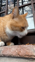 Cat feeds on window ledge in Tbilisi