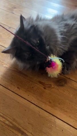 A gray, fluffy cat is lying on a wooden floor and chewing on a colorful toy. The toy has a fuzzy, spiky texture and is attached to a string. The cat appears to be playful and engaged with the toy, looking directly at the camera with its green eyes. The wooden floorboards are visible in the background, showing natural grain and texture. The lighting appears soft and natural.