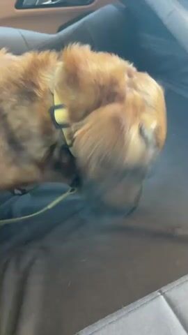 A small, brown dog wearing a yellow collar is sitting on a brown car seat. The dog appears to be licking the seat. The dog's head is down and its tongue moves rapidly against the surface. The camera is positioned at an angle, capturing the dog from the side and slightly above. A portion of the car's interior, including the window handle and steering wheel, are visible in the background. The lighting in the car is bright.