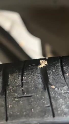The video shows an extreme close-up of a car tire. A small, light-colored insect with multiple legs is visible on the tire tread. The insect appears to have a segmented body and antennae. The background is blurred but suggests the undercarriage of a vehicle. The lighting is dim, and the focus is sharp on the insect.