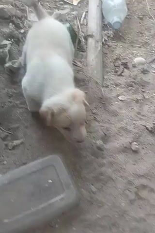 A white puppy with light brown markings on its face and ears is standing on sandy ground. The puppy is looking down at a clear plastic container. There is some debris on the ground around the puppy, including sticks, leaves, and what appears to be plastic trash. A wooden pole is visible in the background, as well as a clear plastic bottle. The scene is outdoors and appears to be in a somewhat unkempt area.