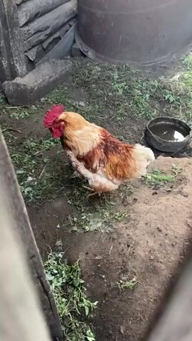 This short video, filmed in Novoyeniseyka, Russia, shows a close-up of a vibrantly colored rooster. The rooster is the sole subject of the video, and it is captured in a roughly square aspect ratio.

The rooster is predominantly a light golden color on its chest and neck, transitioning to a rich reddish-brown on its back and wings. Its tail feathers are a mix of white and the reddish-brown. It has a prominent bright red comb on its head and a red wattle hanging from its chin. Its legs are yellow, and its claws are visible on the dirt ground.

The setting appears to be an outdoor farmyard or backyard. The ground is covered in patches of dirt and scattered green foliage, likely grass or weeds. To the left of the frame, a rustic wooden fence or structure is visible, with rough-hewn planks. In the background, a large, dark, cylindrical object, possibly a barrel or tank, is partially visible. A small, dark bowl containing some liquid, likely water, sits on the ground to the right of the rooster.

The rooster is captured in various poses. Initially, it stands facing to the left, with its head slightly lowered. Then, it abruptly turns its head and begins to move, appearing to walk or strut out of frame to the right. The video then cuts back to a similar shot of the rooster standing, but facing slightly more towards the camera, its comb prominently displayed.

There is no visible text in the video. The lighting suggests it is daytime, but the specific time is not discernible. The overall impression is of a natural, somewhat unkempt farm environment, with the focus squarely on the handsome rooster.