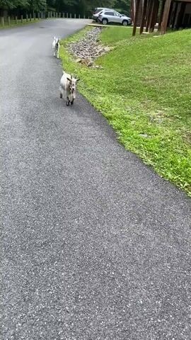 Two goats walk on an asphalt path next to a grassy area. The goat in the foreground is white and tan with black spots on its face and legs. It wears a red collar and has black hooves. The goat in the background is similar in color. A silver car is parked in the upper left of the frame.