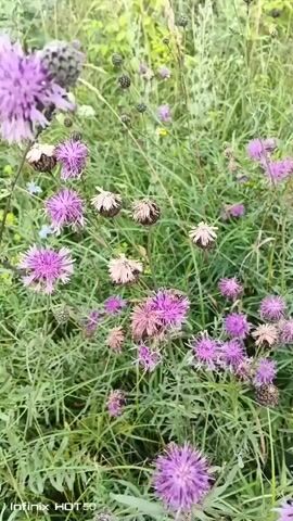 The video displays a close-up view of a patch of wildflowers, predominantly purple and pink, with some dried flower heads also visible. The flowers are surrounded by a thick growth of green grass and other foliage. The camera is mostly stationary, with some slight movement and focus shifts. In the latter half of the video, a bee is clearly visible on one of the purple flowers, actively collecting pollen. The lighting suggests it is daytime, likely outdoors in a natural setting. The bottom left corner of the video displays a watermark that reads "Infinix HOT 50".