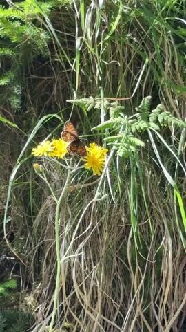 A butterfly with orange and black markings sits on a yellow flower. The flower is part of a small cluster of yellow flowers on a thin green stem. Behind the flowers, tall dry grass hangs down, and on the left side, there are dark green coniferous branches. In the center and to the right, a fern frond is visible among the grass. The lighting suggests it is daytime, possibly sunny, with the light creating some dappled effects. The scene is natural and appears to be an outdoor environment.