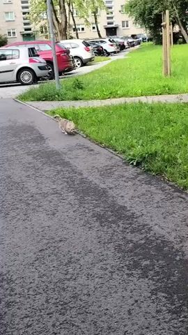 A small, tan-colored dog with long fur is walking on a wet asphalt path. The dog is moving from left to right across the frame. To the right of the path is a strip of green grass. Beyond the grass, there are several parked cars and a building. The sky is overcast.