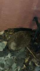 Hedgehog spotted resting near pink building in Hoenheim