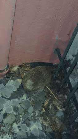 Hedgehog spotted resting near pink building in Hoenheim