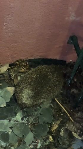 Hedgehog spotted resting near pink building in Hoenheim