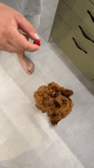 Playful moments with a fluffy brown dog in a Sofia kitchen