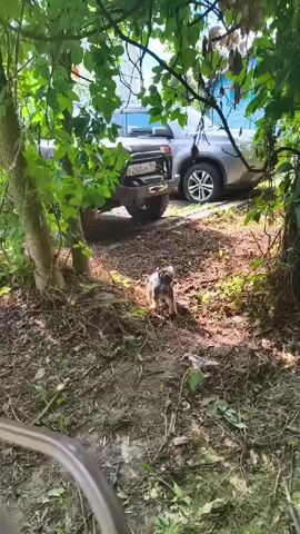 A small, dark-colored dog with a pink collar is sniffing the ground on a dirt path. The dog is in a wooded area with trees and green foliage. Behind the dog, a silver SUV is parked on a dirt surface. The dog is moving from left to right in the frame. The scene appears to be outdoors on a sunny day.