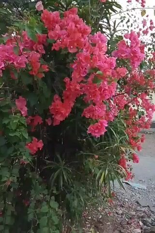 The video shows a close-up shot of a bougainvillea bush with bright pink and red flowers. The bush is dense with foliage and flowers, with some of the flowers appearing to be in focus while others are slightly blurred. The background is out of focus, but appears to be an outdoor setting with some gravel and possibly a building wall visible. The lighting suggests it is daytime. There are no people or animals visible in the video. The camera appears to be handheld, with a slight gentle movement evident.