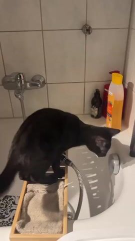 A black cat stands on a wooden platform on the edge of a bathtub. The cat is leaning over the bathtub, sniffing at the faucet. The cat's tail is extended behind it. The bathroom has white tiled walls and a white bathtub. There are bottles of shampoo and conditioner on the shelf above the bathtub. The lighting is dim.