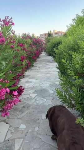 A chocolate Labrador retriever dog walks away from the camera down a stone pathway lined with vibrant pink oleander flowers on the left and lush green bushes on the right. The pathway leads towards buildings in the distance under a clear blue sky. The dog's tail is visible as it moves along the path.
