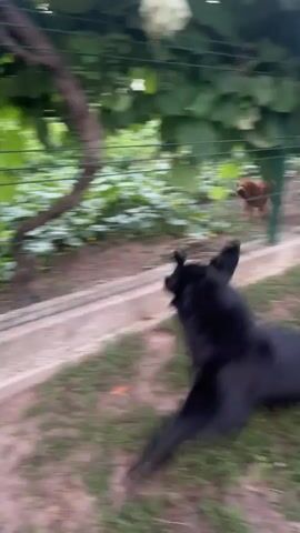 The video begins with a blurry shot of a brown dog running behind a green fence. A black dog then comes into focus in the foreground, running towards the fence. The two dogs meet at the fence and appear to be interacting. The brown dog is on the other side of the fence, in a yard with green foliage. The black dog is on a grassy area in front of the fence. The video continues with the dogs interacting through the fence.