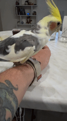 Cockatiel nibbles at a watchband indoors in Ulyanovsk