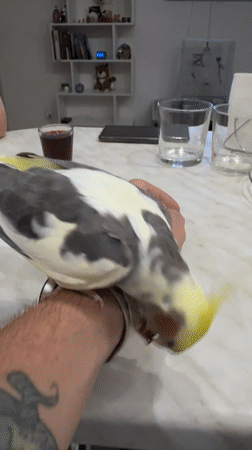 Cockatiel nibbles at a watchband indoors in Ulyanovsk