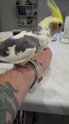 Cockatiel nibbles at a watchband indoors in Ulyanovsk
