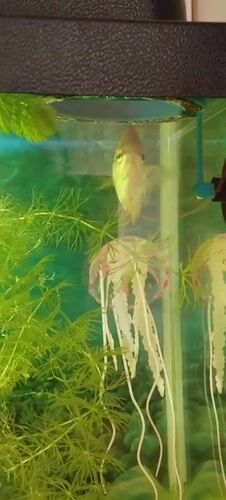 Aquarium in Polatsk with fish and decorative jellyfish