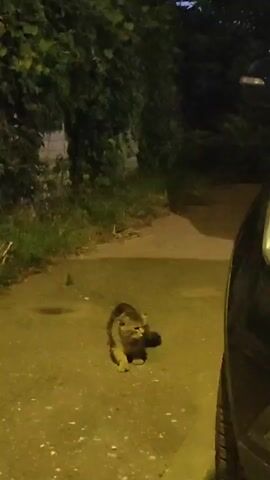 A cat sits on asphalt next to a car and dense green foliage. The cat is light brown and gray with darker tabby markings and is facing the camera. The cat is looking to its right and its front right paw is extended slightly forward. The car is dark and the right side of its bumper and tire are visible. The foliage is dark green and is on the left side of the frame and extends to the right behind the cat and car. The scene is lit by a yellow light source that casts shadows.