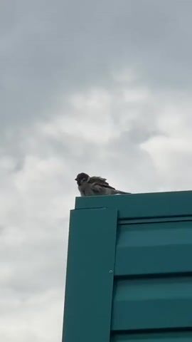 A sparrow sits on the corner of a teal colored roof under a cloudy sky. The sparrow is facing left and appears to be looking downwards.