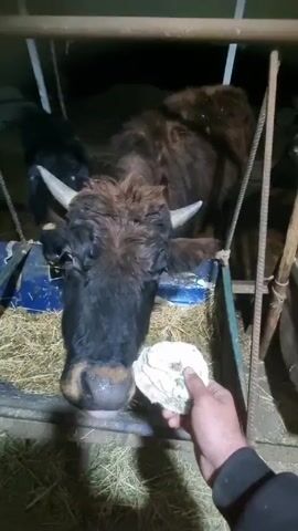 The video shows a person offering a white, round object to two different cows in separate enclosures.  Both cows are brown and black, with short horns. The person's hand, wearing a dark sleeve, holds the object close to the cow's mouth, and in both instances, the cow appears to take the object from the person's hand. The enclosures have metal frames, and the cows are standing on beds of hay. The environment is dimly lit.
