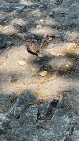 A small brown bird is pecking at pieces of food scattered on a cracked, grey stone surface. The lighting suggests an outdoor environment with dappled sunlight. The bird is the main focus of the video, actively foraging amongst the food scraps. The surface appears to be a path or walkway with visible cracks and some mossy growth.