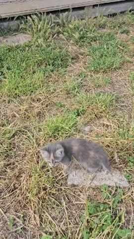 A small gray and brown kitten walks across a grassy area with some patches of dry grass and scattered weeds. In the background, there is a building with a light-colored wall, some outdoor furniture including a white plastic chair and a blue stool, and various garden items. The kitten moves from the foreground towards the back, eventually sitting down near some purple flowers. The sun is shining, casting soft shadows.