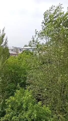 The video shows a view from above looking down on trees and buildings. The sky is overcast and the leaves on the trees are moving, indicating a breeze. In the background, there are some multi-story buildings visible through the trees.