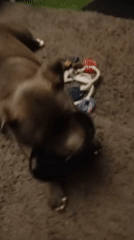 Brown dog plays with and eats from a green bowl