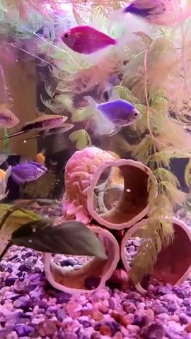 The video shows a close-up view of a freshwater aquarium with several small, colorful fish swimming amongst aquatic plants and decorative elements. The fish appear to be of various species and colors, including pink, purple, and blue. The aquarium also contains a pink, brain-shaped ornament and several beige, cylindrical decorations. The water is clear, and the lighting gives the scene a vibrant, artificial glow. The camera is positioned close to the glass, providing an immersive perspective of the underwater environment.