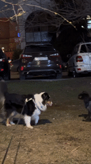 Dogs play in Moscow parking area at night