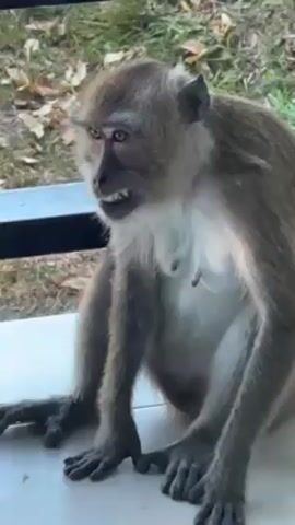 A medium shot shows a macaque monkey sitting on a white surface. The monkey has grayish-brown fur, a lighter colored chest, and dark gray hands and feet. It’s seated with its legs spread slightly apart and hands resting on the surface in front. The monkey looks around with its head turning, then brings its hand to its mouth, revealing its teeth. Background shows out-of-focus greenery and a blurred railing above.