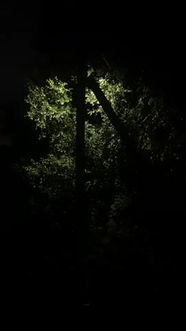 A video clip shows an outdoor scene at night with trees illuminated by a light source. Two tree trunks are visible, with a diagonal branch or another tree positioned between them. The foliage of the trees is lit from behind, creating a bright green glow against the dark night sky. The rest of the scene is dark, with the light source not directly visible. The camera angle is looking upwards into the trees.
