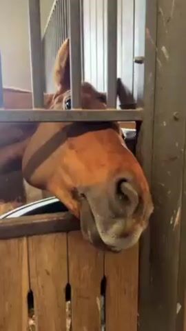 A horse peers through the bars of a stable stall. The horse is light brown and its head is low, resting on the stall door. The stall has a wood base and a metal bar top. The horse looks directly at the camera.