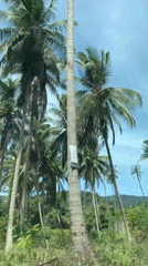 Man drives through palm-lined roads in Ko Samui