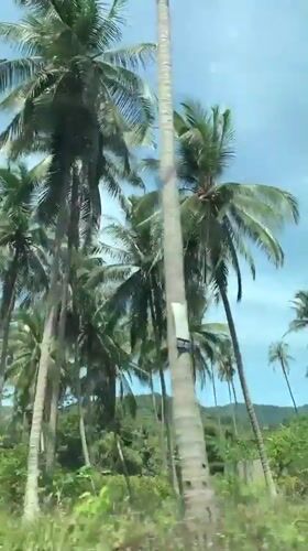 Man drives through palm-lined roads in Ko Samui