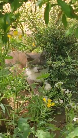 A cat is lying in a grassy area with shrubs, flowers, and plants. The cat is grey and white and is surrounded by green foliage and small yellow and white flowers. The scene is brightly lit.