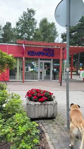 The video shows a light brown dog standing on a paved area next to a red building with a sign that reads "PIEJURAS KEMPINGS" in blue letters. There are flower pots with red flowers in front of the building. The dog is facing away from the camera and appears to be sniffing something on a pole. The building has glass doors and windows. The overall environment appears to be outdoors, possibly a campsite or a tourist area.
