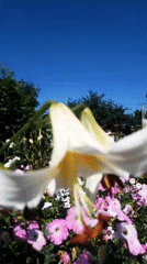 Summer morning in a Ukrainian village: garden, wildlife, kitchen
