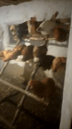 Evening on a Ukrainian farmstead — animals winding down at dusk