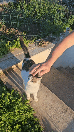 Person pets cat on steps in Bulgarian village