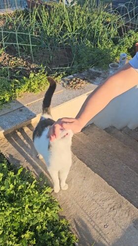Person pets cat on steps in Bulgarian village